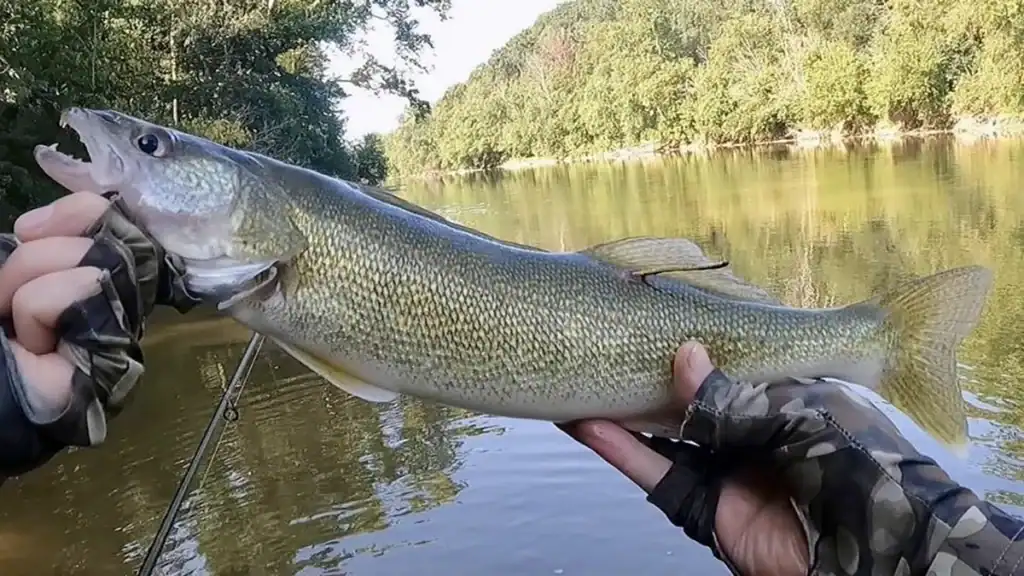 tagged walleye