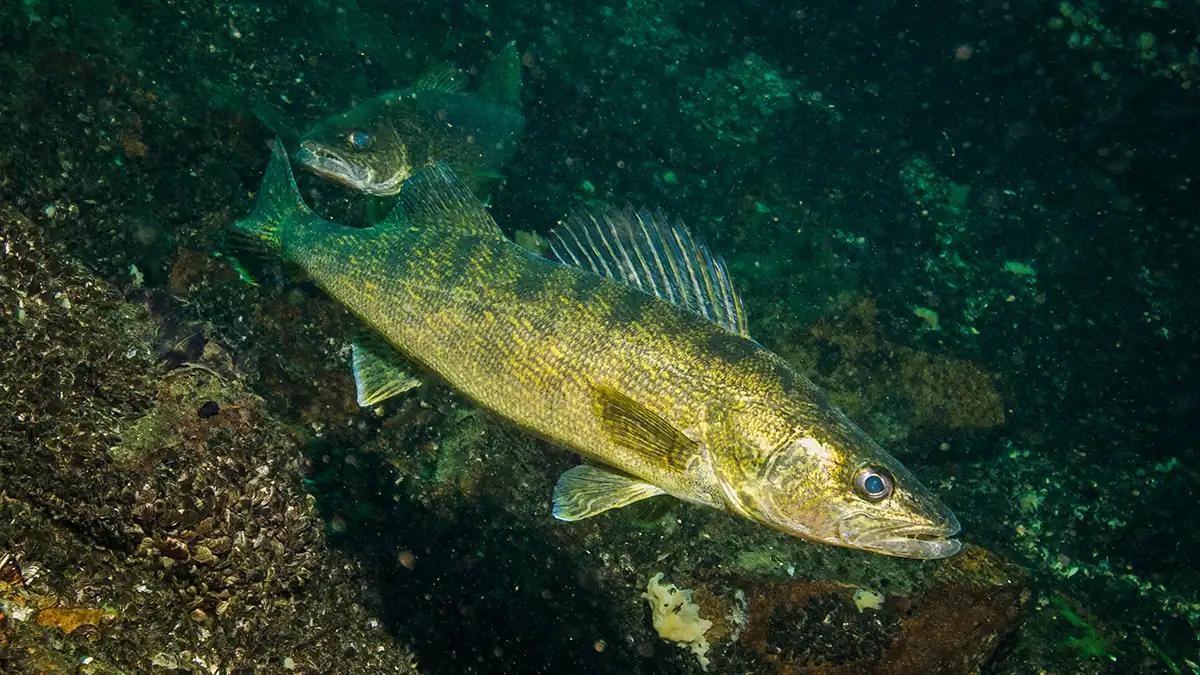 Underwater Walleye