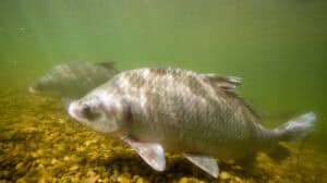 Smallmouth Buffalo