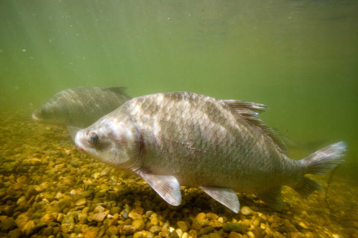 Smallmouth Buffalo