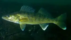 Campbell’s Soup Admits to Endangering Renowned Walleye Run with Over 5,000 Clean Water Act Violations