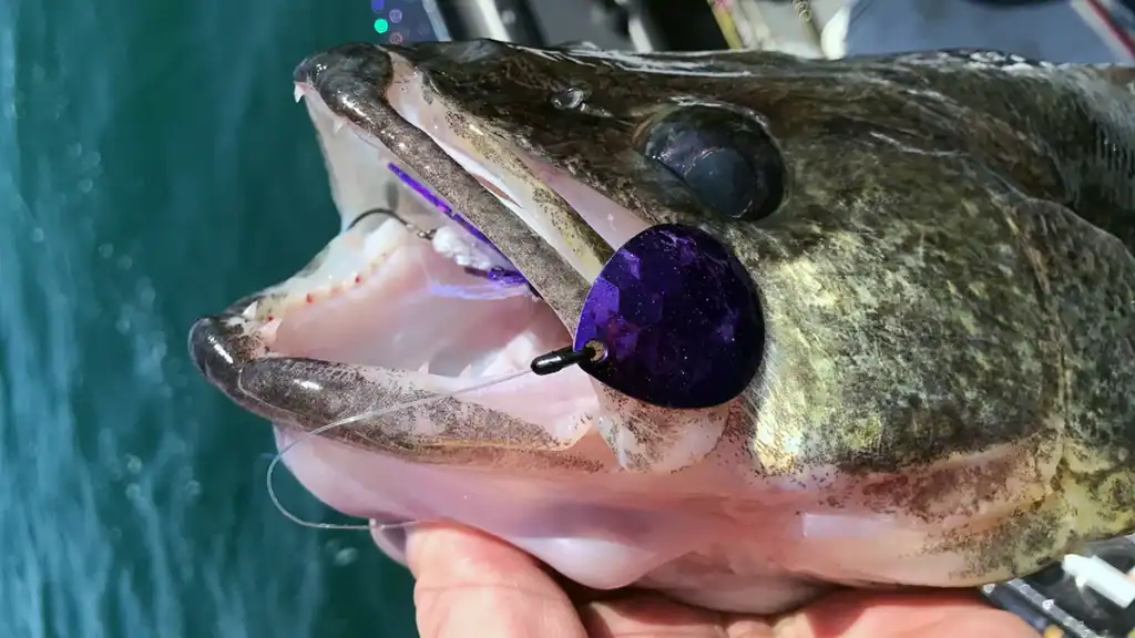 walleye caught bottom bouncing