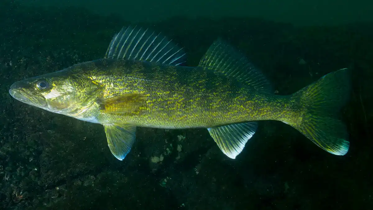 walleye
